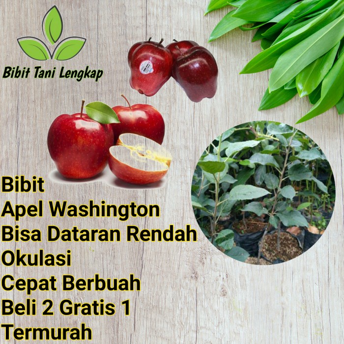 Bibit Tanaman Buah Apel Washington USA Okulasi