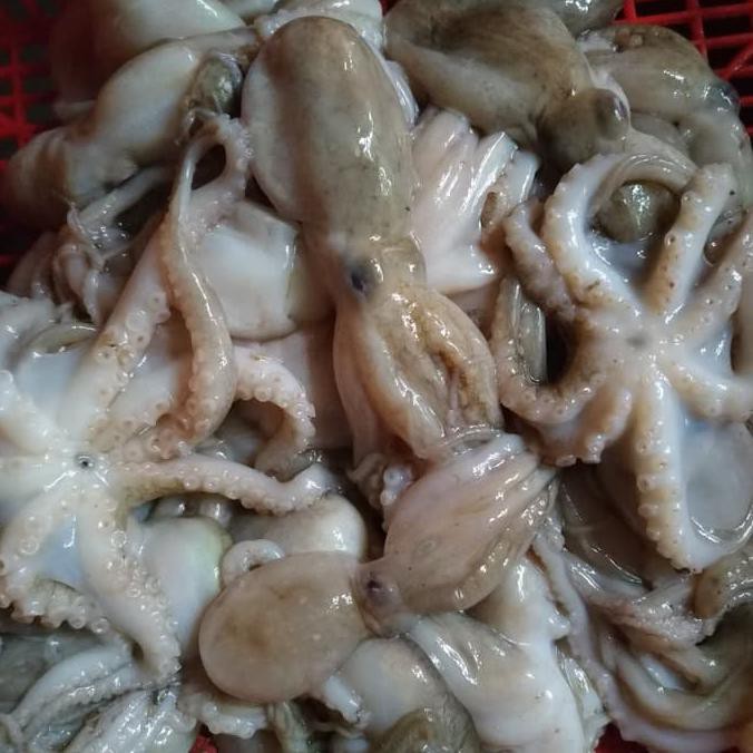 

SALE JUAL BABY OCTOPUS SEGAR PER KG (KODE 008))