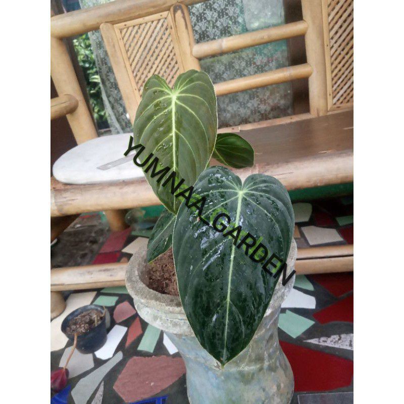 philodendron melanochrysum