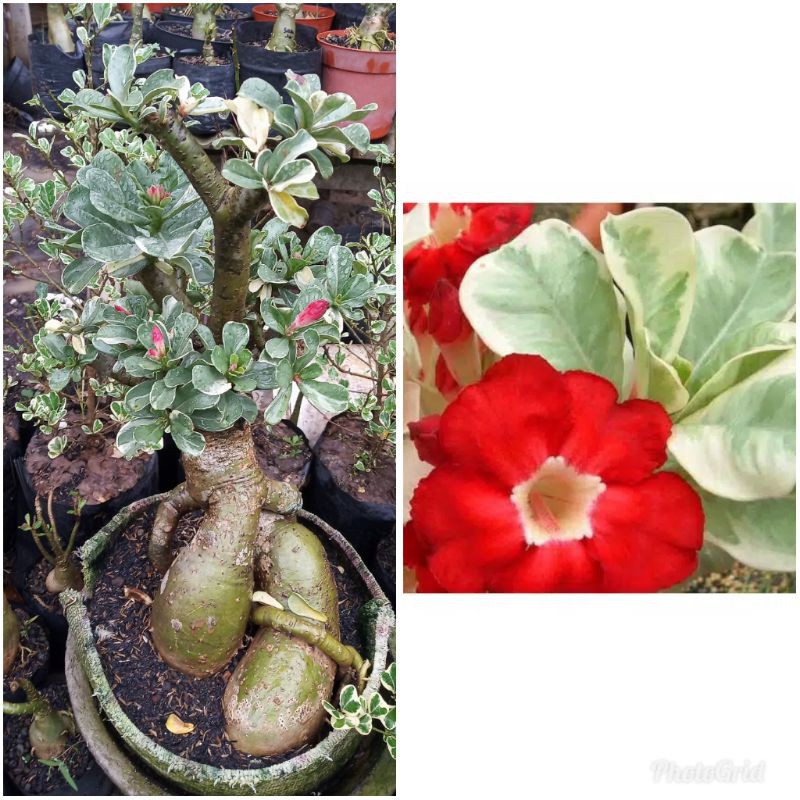 Adenium kamboja Ori varigata red blood