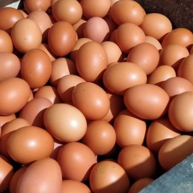 

Telur Ayam Negeri 1 kg