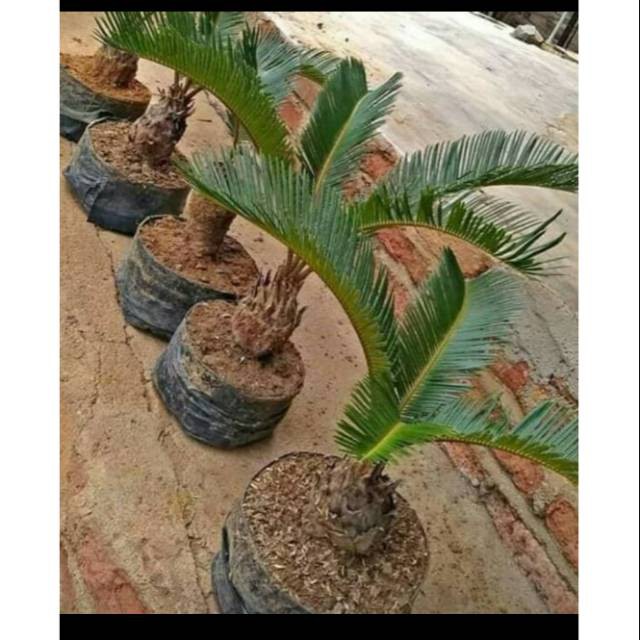 Tanaman hias sikas-plem sikas-anakan palem sikas