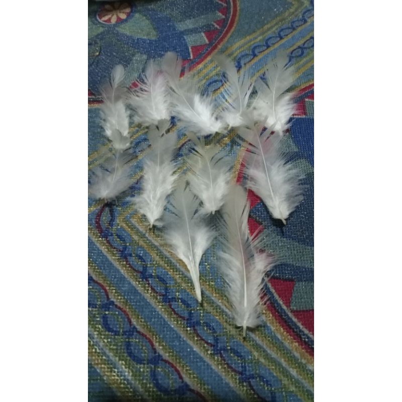 Bulu ayam riwuk putih 50 helai