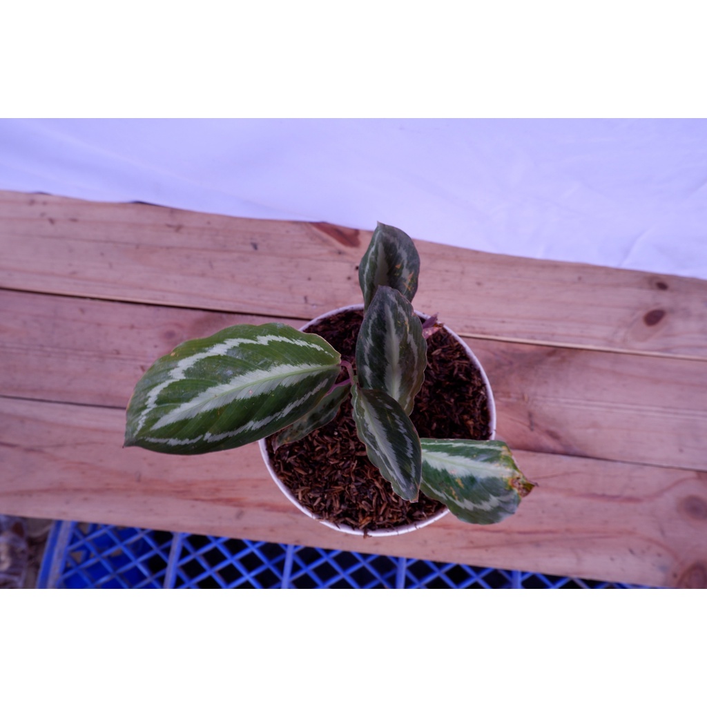 Calathea Silver Back - Tanaman Daun