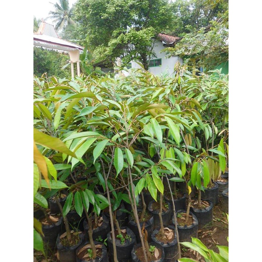 original bibit durian ochee / duri hitam kualitas unggul rasa mantap | gbb super
