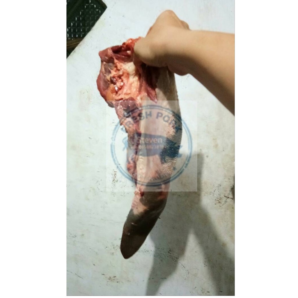 

LIDAH SAPI SEGAR UTUH 2.5KG / PCS ( FRESH BEEF TONGUE )