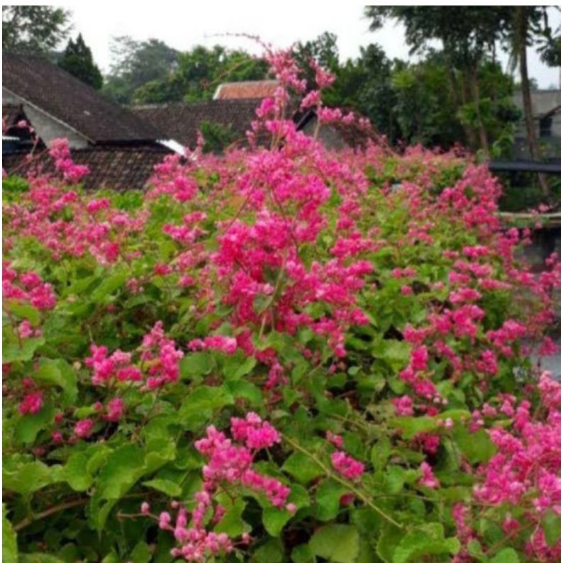 bibit bunga AMP udah  besar