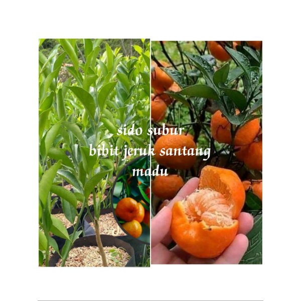 BIBIT JERUK SANTANG MADU MANIS