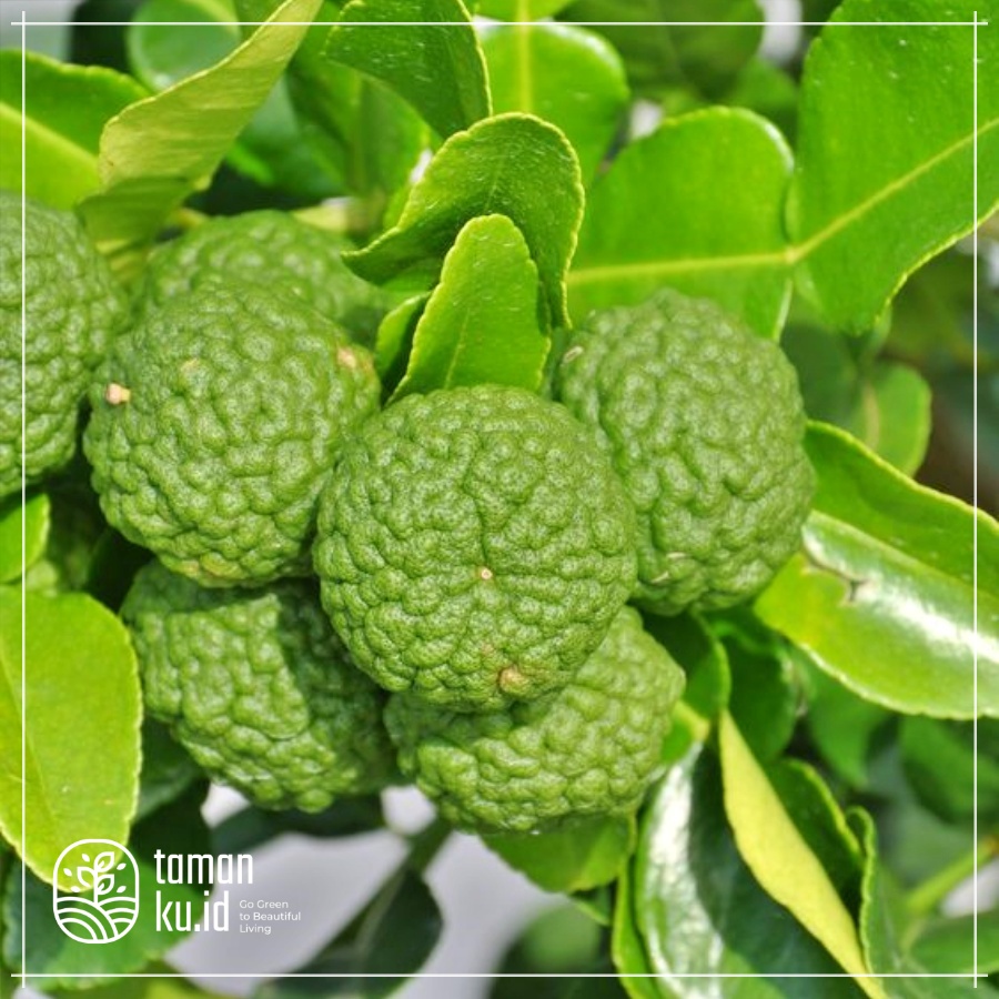 Bibit Jeruk Purut Tanaman Buah Jeruk Purut Daun Jeruk Purut Besar