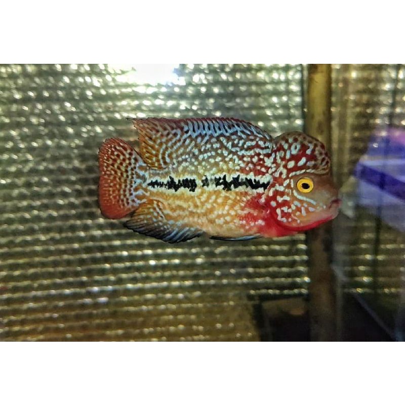 burayak ikan louhan kamfa f3 2-3 cm ikan predator