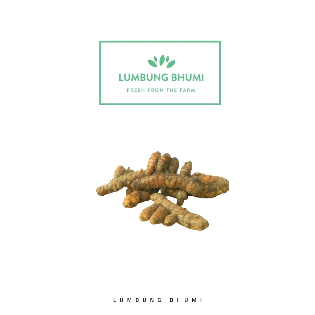 

Lumbung Bhumi - Kunyit Besar 100 Gr ( Sayur Curah )