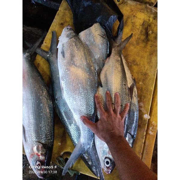 

ikan bandeng jumbo 3 kg 1 ekor