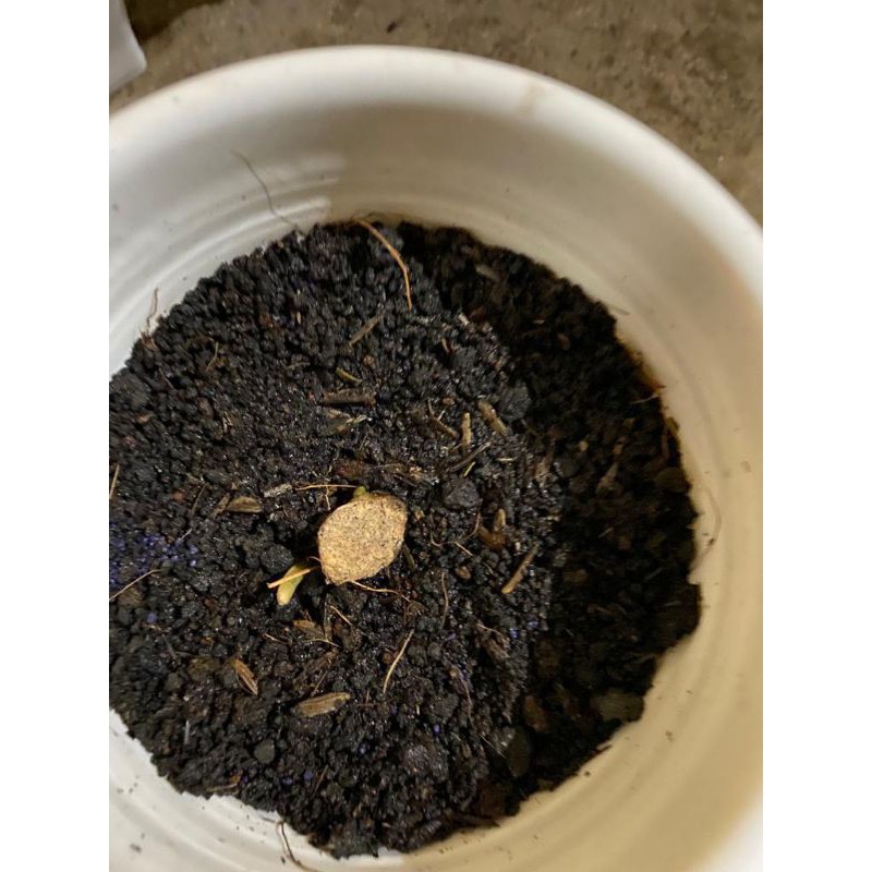 bonggolan aglonema ruby panta