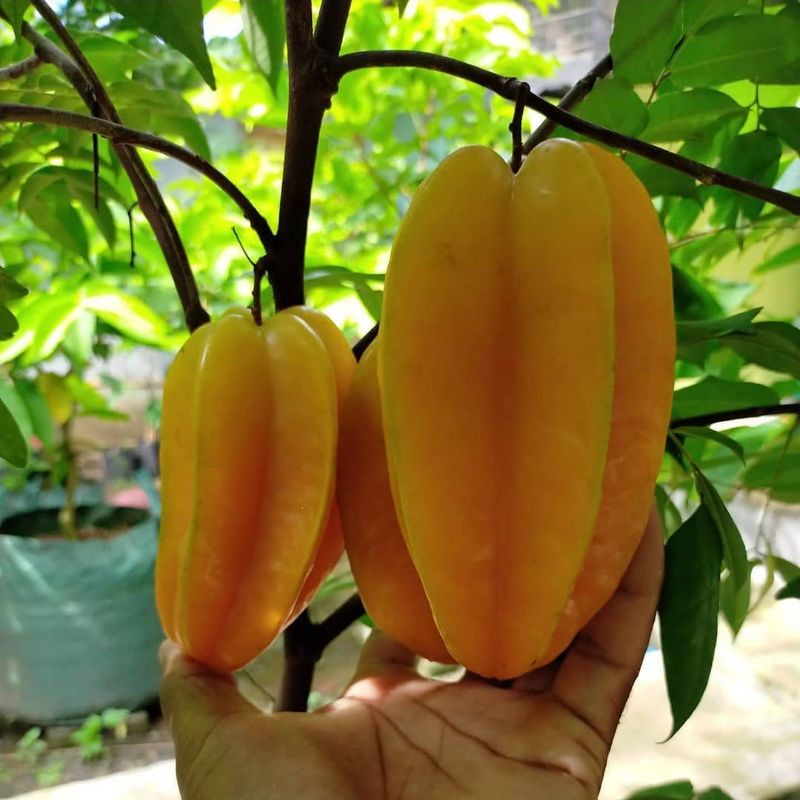 Bibit Belimbing Madu Jumbo