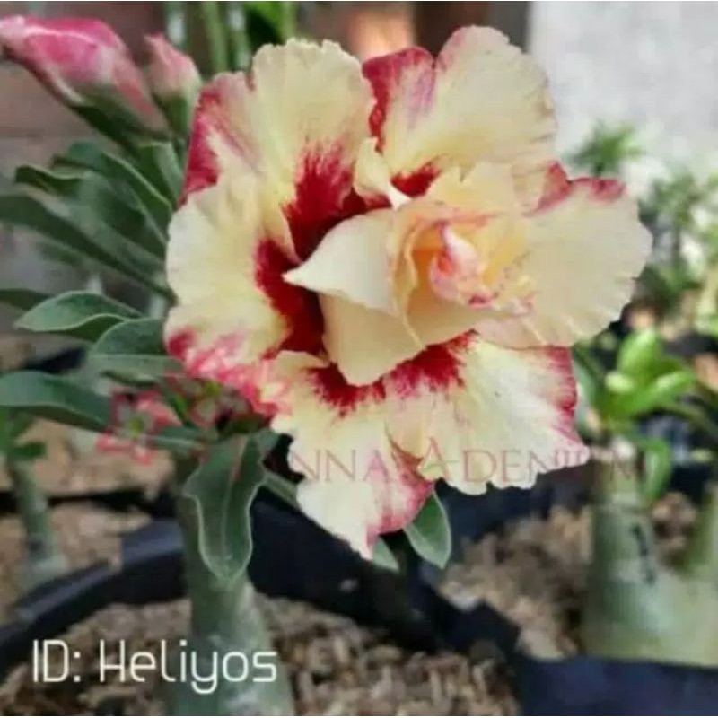 

Bibit bunga Kamboja adenium heliyos
