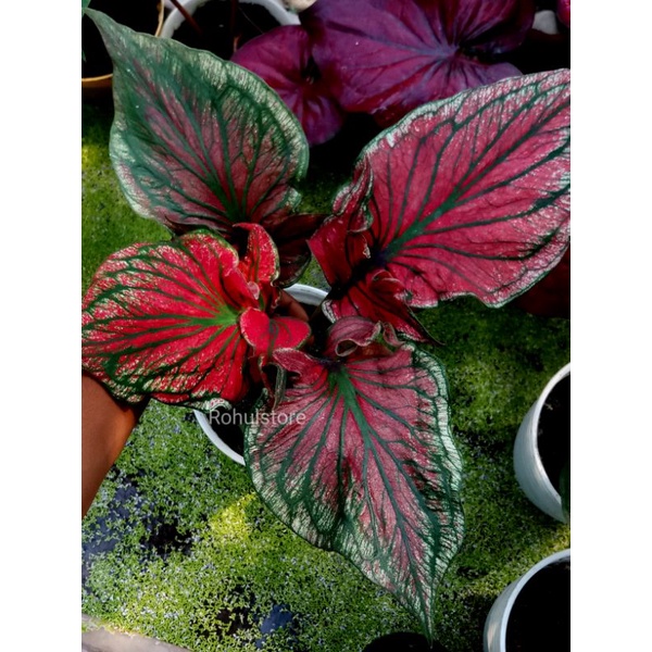 Keladi Super Red ceria