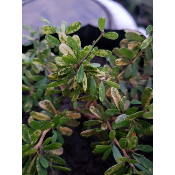 bibit saeng simbur varigata super micro Vietnam