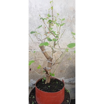 Bahan bonsai dongkelan murbei karakter cabang segar fresh murah