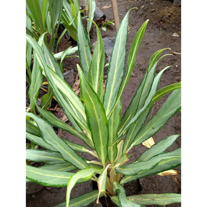 aglonema blanceng bulu ayam