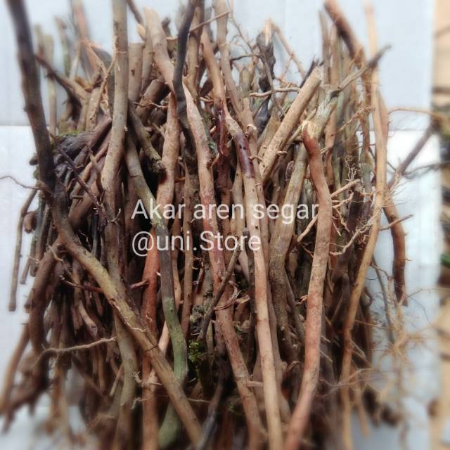 

Akar aren segar 1kg