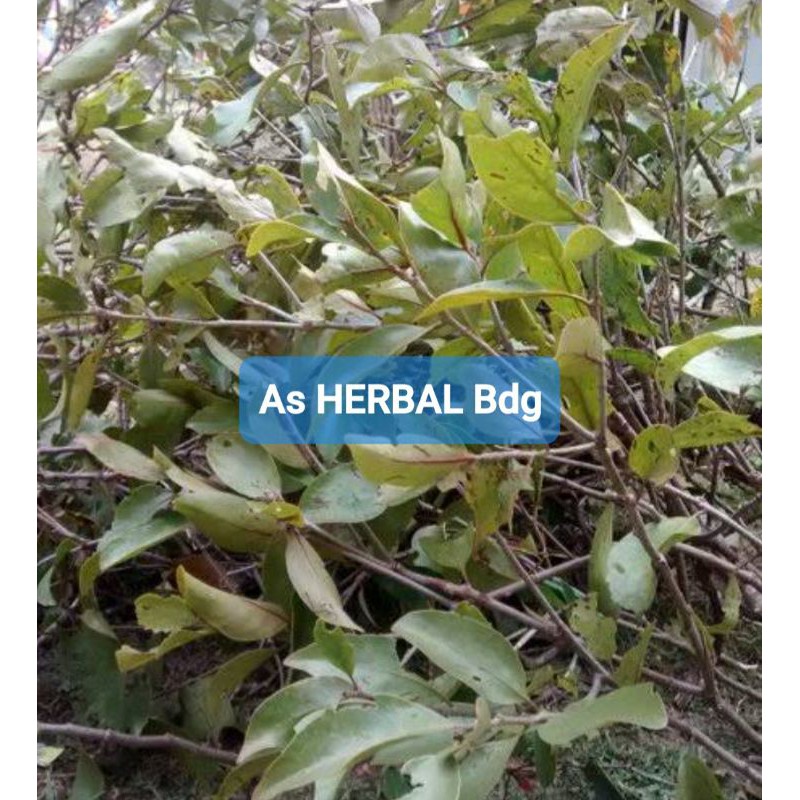 

Benalu Cengkeh segar paket hemat 500 gram-az