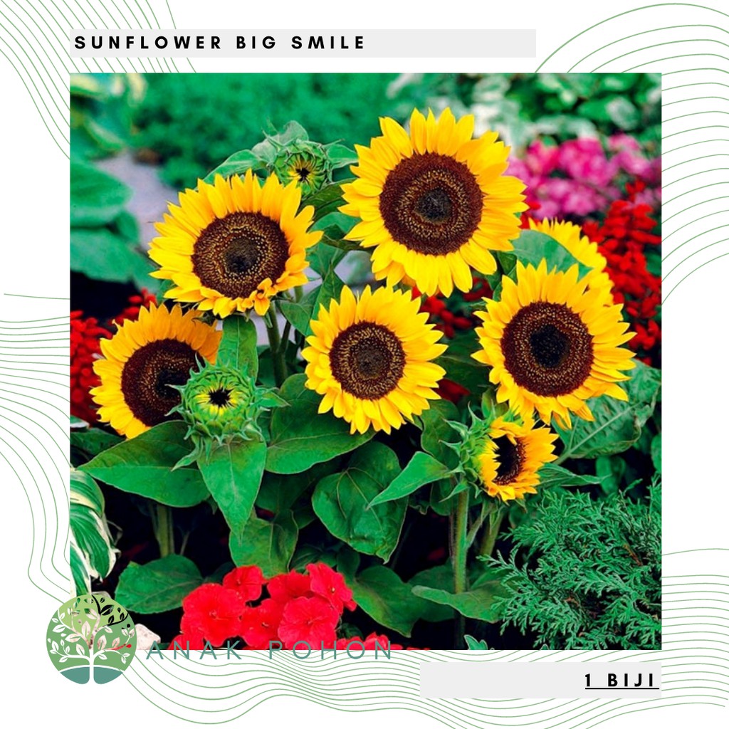 Benih Bibit Biji - Sunflower Big Smile Bunga Matahari Flower Seeds - IMPORT