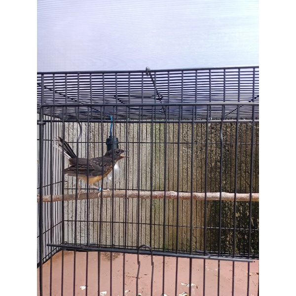 trotolan burung murai batu medan