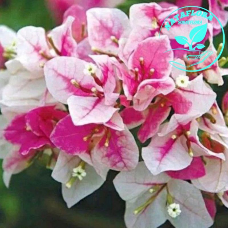 READYTANAMAN HIAS BUGENVIL ICE CREAM//SAKURA BUNGA KERTAS-Bunga Bougenville-Bunga bugenvil-tanaman h