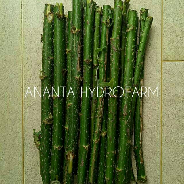 Stek Pohon Insulin, Bibit Pohon Kipahit, Bibit Insulin, Bibit Kipahit, Kipait, Tithonia diversifolia
