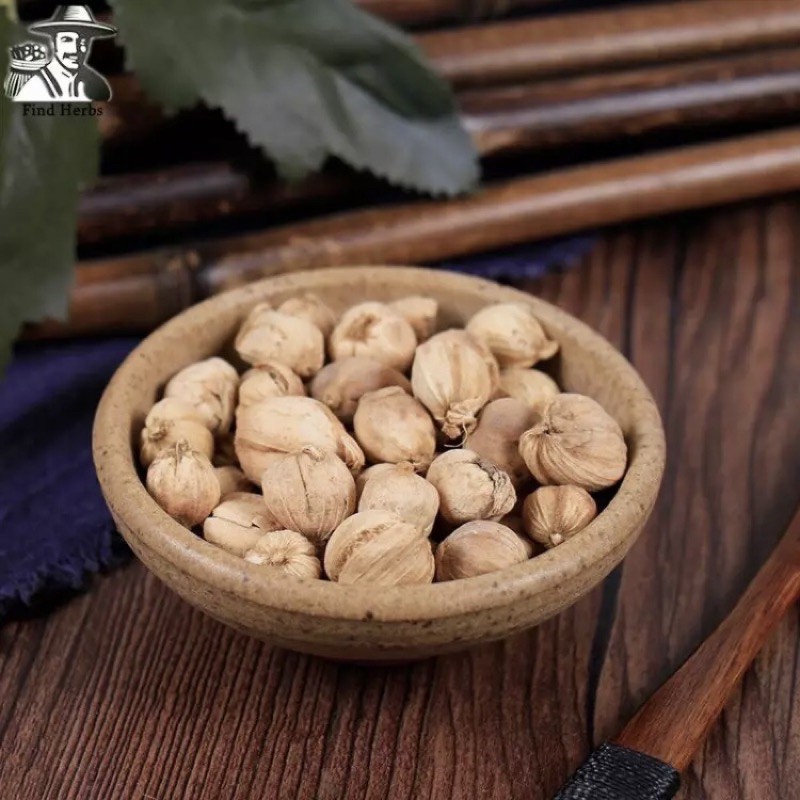 

Kapulaga bulat | kapol, Buah Jawa Amomum Buah Fructus Amomi Rotundus, Bai Dou Kou, Bai Kou Ren
