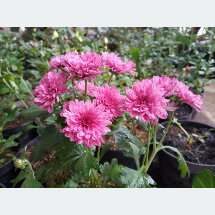 

ichi - aster pink (1pohon) siap mekar segar dan harum