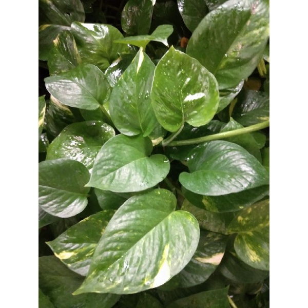 tanaman hias srigading hijau/tanaman srigading