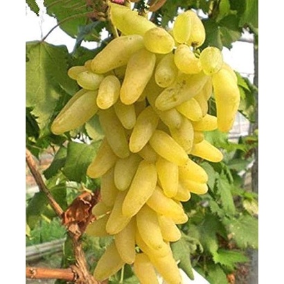 Bibit Anggur Import Gold Finger Grafting