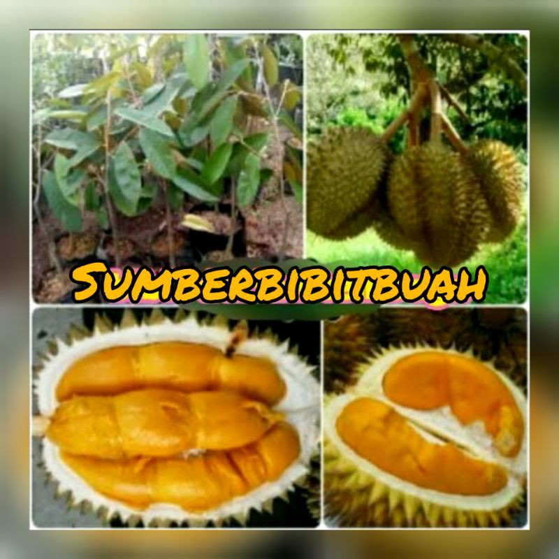 BIBIT DURIAN TEMBAGA SUPER BANGKA