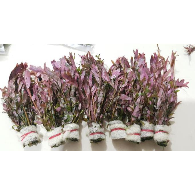 

SPECIAL!! Rotala rotundifolia