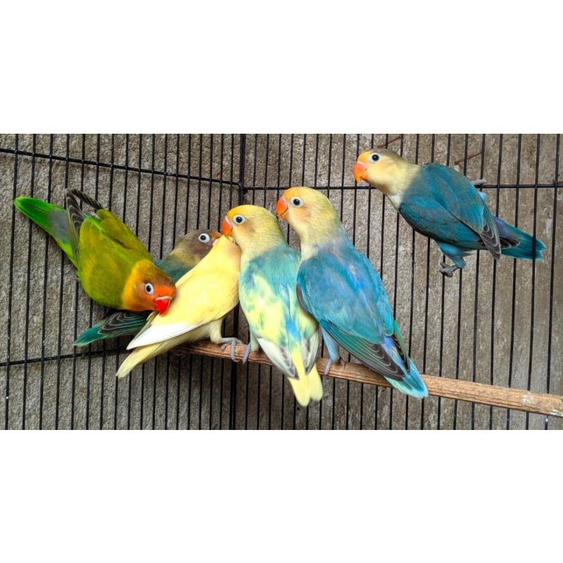 Burung love bird PB prospek Ring junior LBF