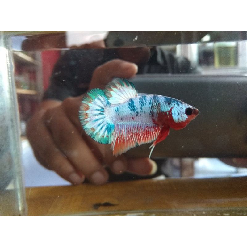 ikan cupang multicolor gread