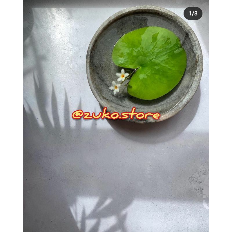 Teratai Mini Bisa untuk Aquarium/ Aquascape