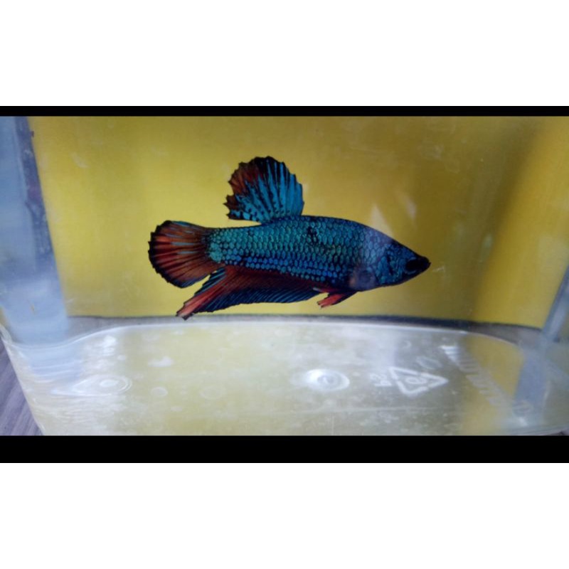 

Ikan cupang alam real pict