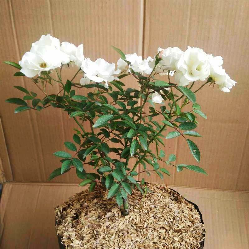 Tanaman Hias Bunga Mawar Putih - Tanaman Hidup Bunga Mawar Putih