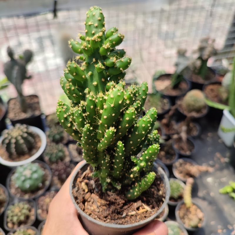 Kaktus ownroot cylindriopuntia medium /Monacantha
