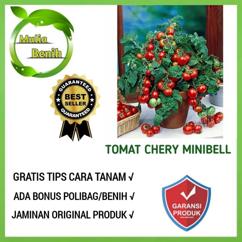 Isi 8 Biji - Benih Tomat Chery Minibel F1 - Bibit Tanaman Sayur Sayuran Buah Tomat Mini Cerry Cery