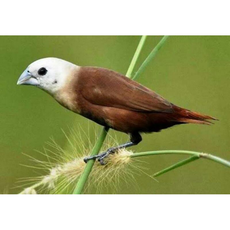 66+ Sketsa Gambar Burung Pipit Terbaik