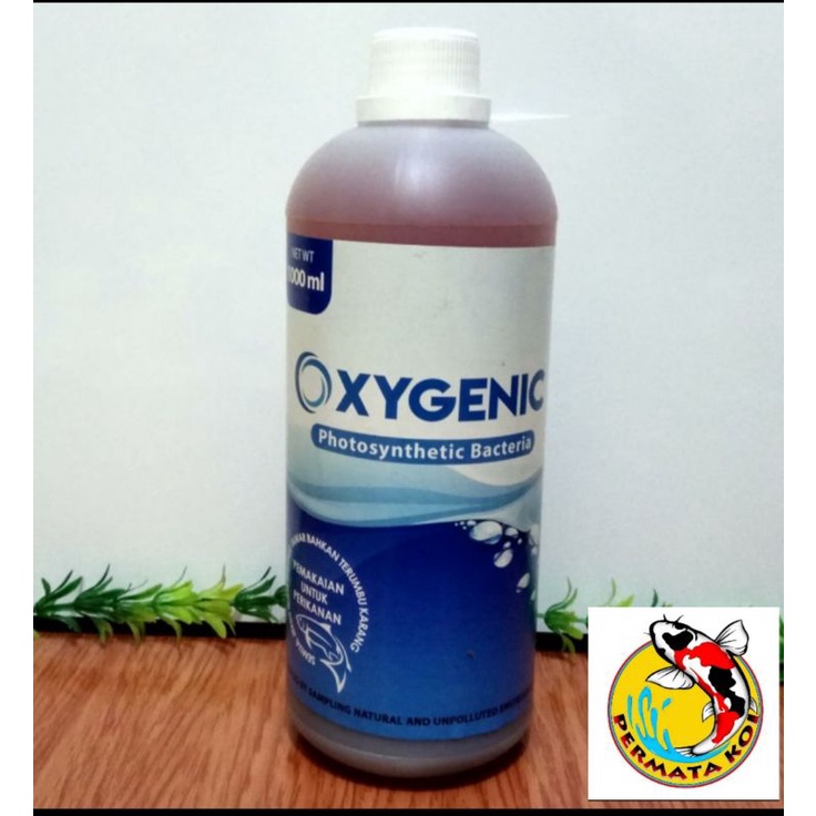 OXYGENIC BAKTERI STATER