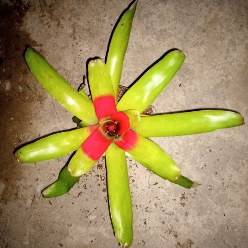 bromelia hijau merah(bromelia neoregelia compacta)