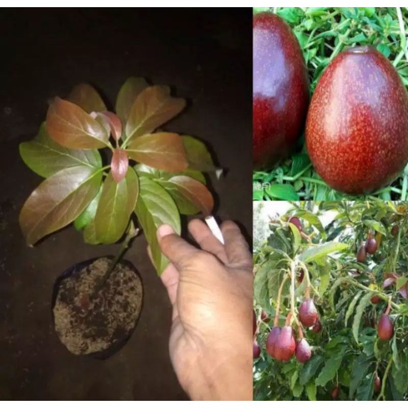 PAKET 2 bibit alpukat red Vietnam ori (bisa cod)