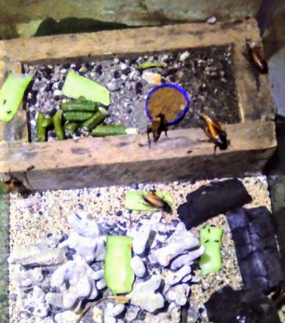 Jangkrik Genggong Jangjrik Pengusir Tikus Shopee Indonesia