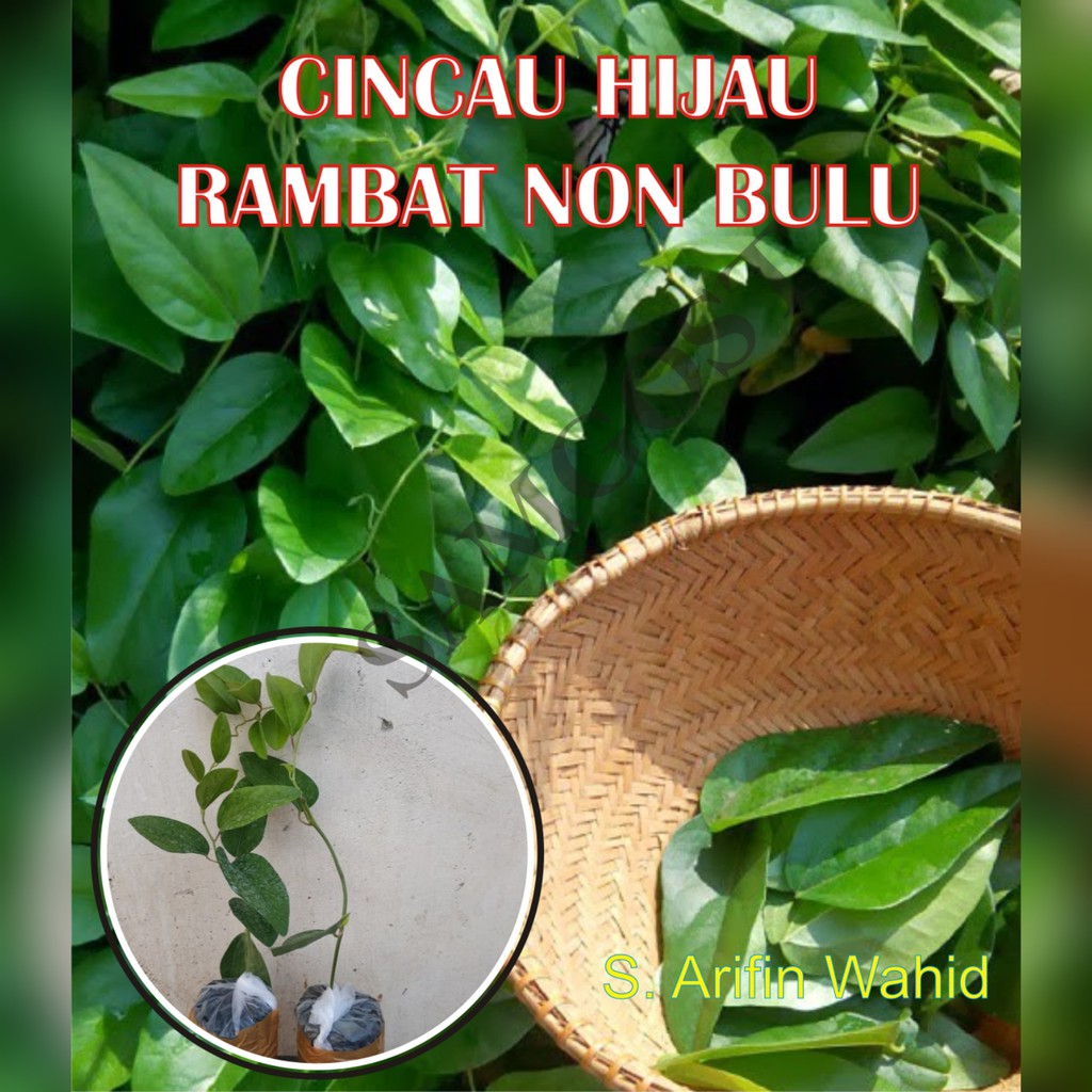 Bibit Cincau Hijau - Cincau Jelly Grass Rambat Non Bulu