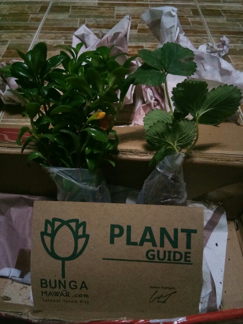 Bunga Gantung Lipstik Oranye