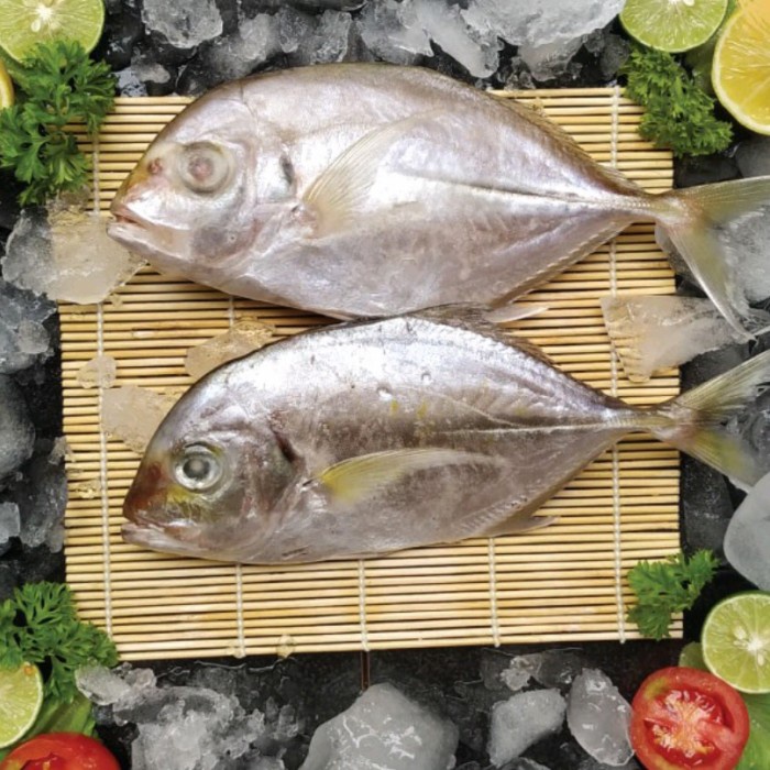 

IKAN KUWE SEGAR - 1000-1100gr